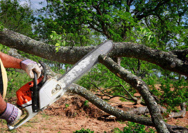How Our Tree Care Process Works  in  Syracuse, IN